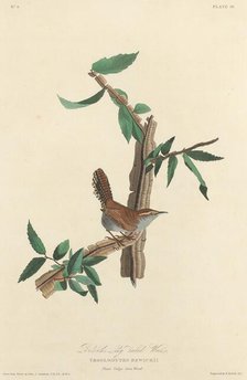 Bewick's Long-tailed Wren, 1827. Creator: Robert Havell.