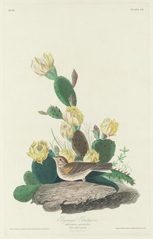 Bay-winged Bunting, 1830. Creator: Robert Havell.