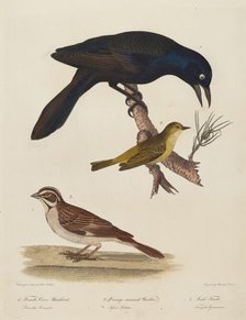 Female Crow Blackbird, Orange-Crowned Warbler, Lark Finch. Creator: Alexander Lawson.