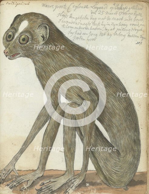 Ceylon sloth, 1786. Creator: Jan Brandes.