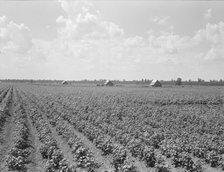 Delta plantation landscape south of Wilson, Arkansas, 1938. Creator: Dorothea Lange.