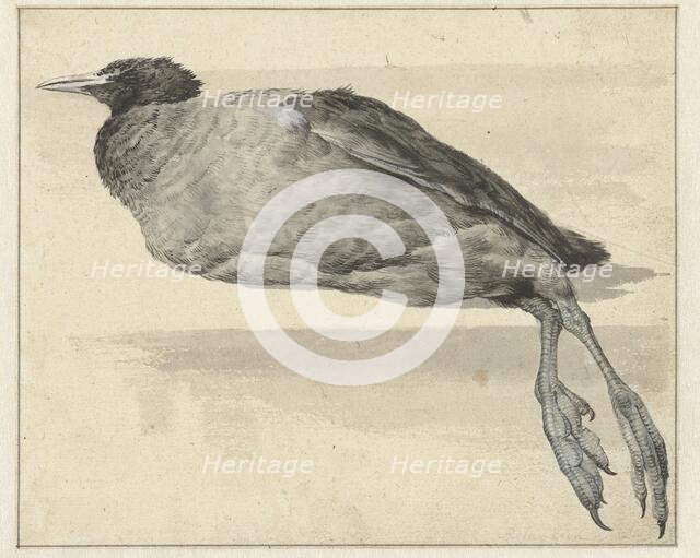Dead coot, 1649-1709. Creator: Rochus van Veen.