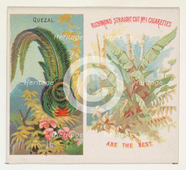 Quezal, from Birds of the Tropics series (N38) for Allen & Ginter Cigarettes, 1889. Creator: Allen & Ginter.