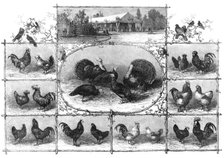 Exhibition of poultry at the Jardin d'Acclimatation, Paris, 1868. Creator: Unknown.