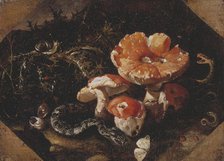 Serpents, Fly Agarics and Thistles, mid-17th century. Creator: Paolo Porpora.