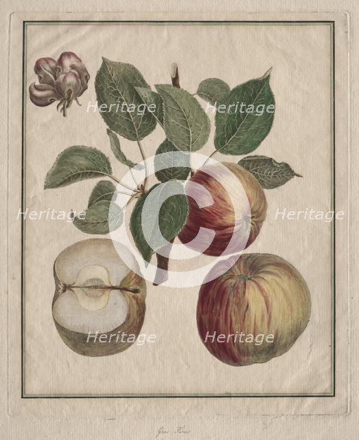 Apple with Leaf and Fruit Blossom, 1768. Creator: Henri Louis Duhamel du Monceau (French, 1700-1782).