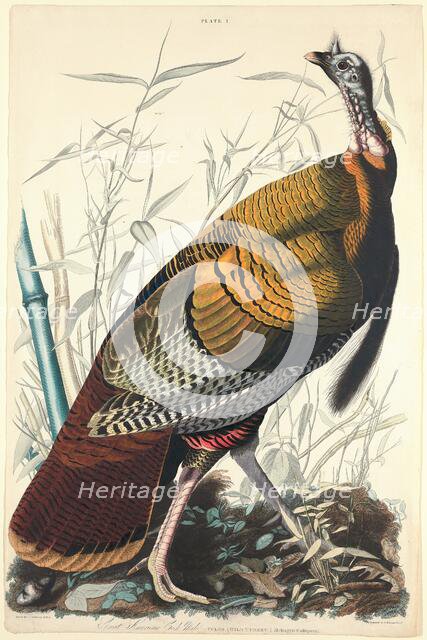 Great American Cock, 1827. Creator: William Home Lizars.