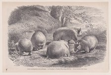 The Wombat, from "Le Magasin Pittoresque", ca. 1852. Creator: Charles Emile Jacque.