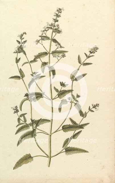Botanical Study with a Species of the Nettle Family (genus Urtica), ca. 1820. Creator: Anon.