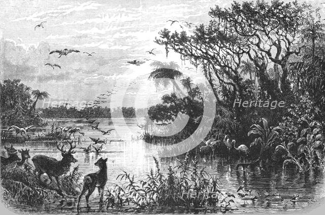 'Scene on a Creek, Tributary to the St. John's, Florida; A Flying Visit to Florida', 1875. Creator: Thomas Mayne Reid.