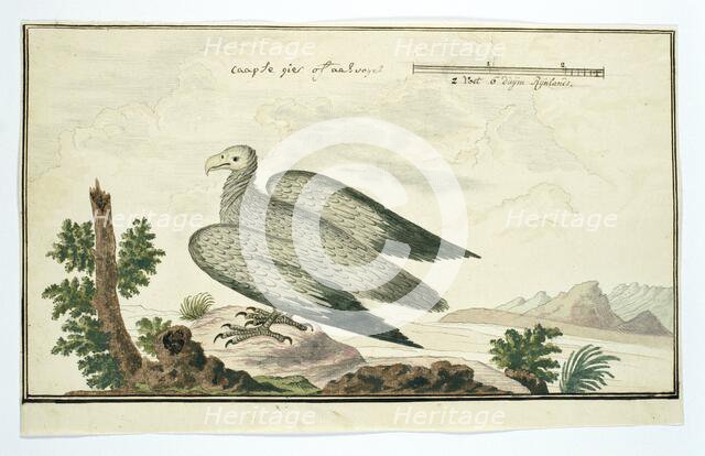Gyps coprotheres (Cape vulture), 1777-1786. Creator: Robert Jacob Gordon.