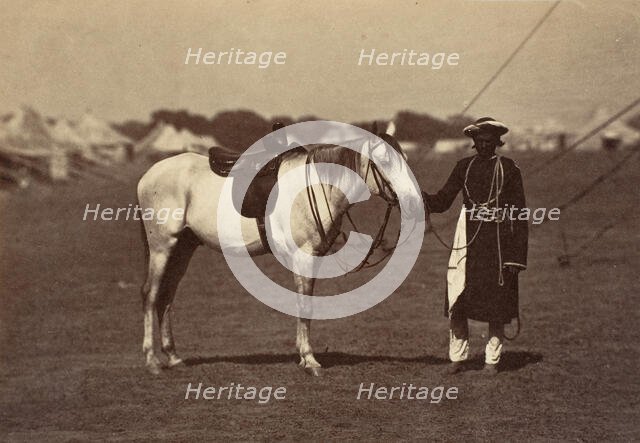 Lady Cannings Grey Arab, 1858-61. Creator: Unknown.