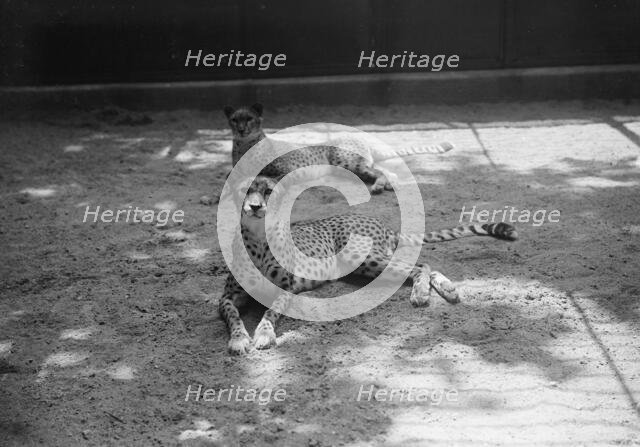 Zoo, Washington, D.C.: Cheetah, 1916. Creator: Harris & Ewing.
