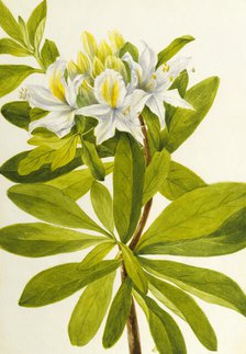 Western Azalea (Rhododendron occidentale), n.d. Creator: Mary Vaux Walcott.