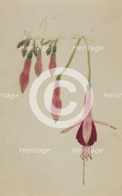 (Untitled--Flower Study), ca. 1872-1874. Creator: Mary Vaux Walcott.