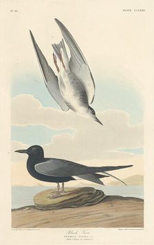 Black Tern, 1835. Creator: Robert Havell.