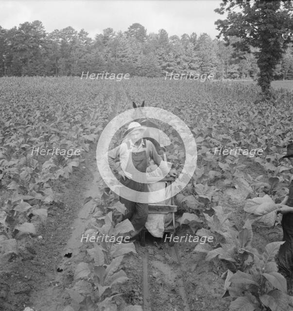 Possibly: Putting in tobacco, Shoofly, North Carolina, 1939. Creator: Dorothea Lange.