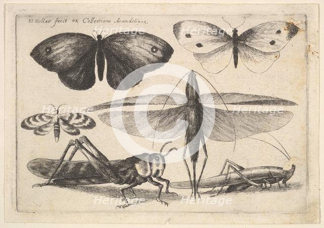 Six insects, 1646. Creator: Wenceslaus Hollar.