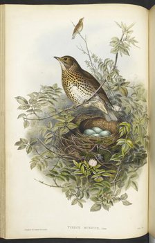 A thrush, sitting above its nest, containing eggs, 1873.  Creator: Henry Constantine Richter.