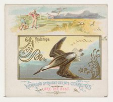 Phalarope, from the Game Birds series (N40) for Allen & Ginter Cigarettes, 1888-90. Creator: Allen & Ginter.
