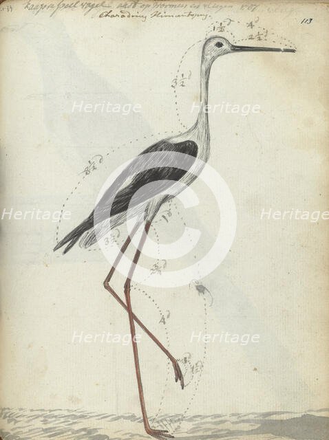 Cape wading bird, 1786-1787. Creator: Jan Brandes.