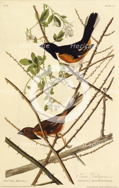 The eastern towhee. From "The Birds of America", 1827-1838. Creator: Audubon, John James (1785-1851).