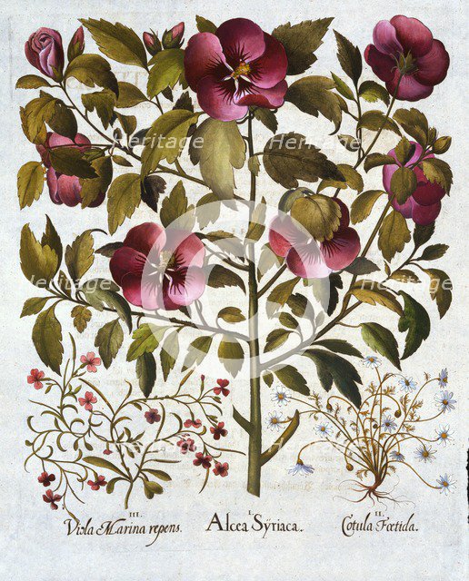 Hibiscus syriacus, Stinking Camomile and from 'Hortus Eystettensis', by Basil Besler (1561-1629) pub