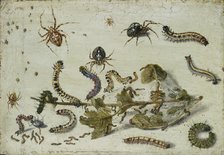 Various Spiders and Caterpillars, with a Sprig of Gooseberry, early 1650s. Artist: Jan van Kessel.