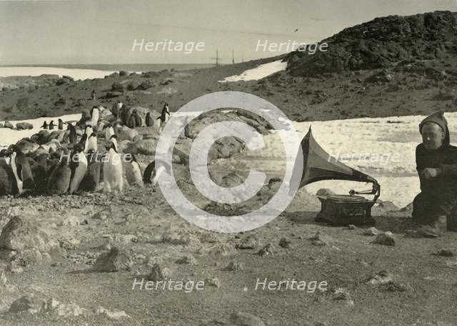 'Penguins listening to the Gramophone during the summer', 1908, (1909). Artist: Unknown.