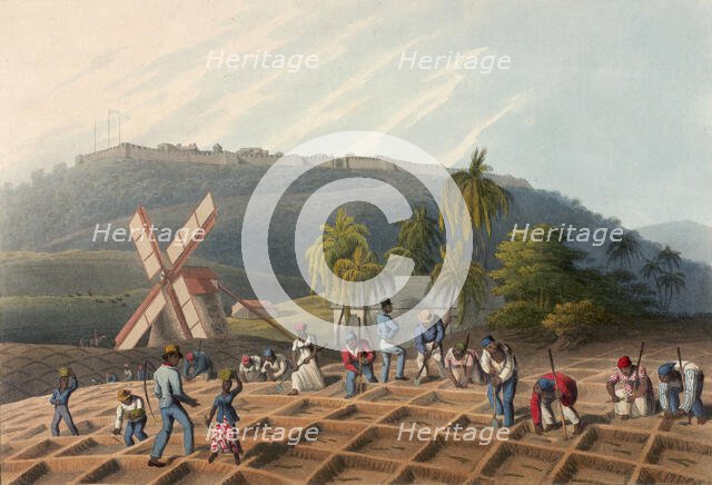 Slaves planting sugar cane on a plantation, Antigua, 1823. Creator: William Clark.