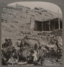 'Camel train from Jerash, watering at the Fountain of Elisha', c1900. Artist: Unknown.