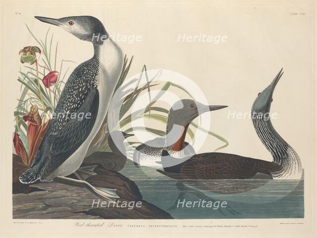 Red-throated Diver, 1834. Creator: Robert Havell.