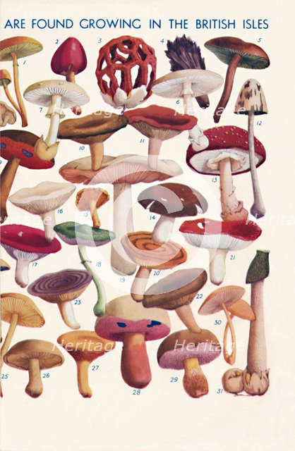 'The Principal Edible and Poisonous Fungi In The British Isles', 1935 . Artist: Unknown.