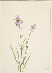 Swamp Aster (Aster paludosus), 1922. Creator: Mary Vaux Walcott.