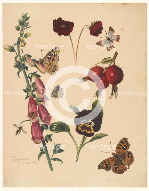 Study sheet with flowers and butterflies, 1824-1900. Creator: Albertus Steenbergen.