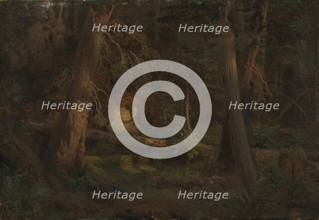 Forest Study, probably 1851. Creator: Herman August Cappelen.