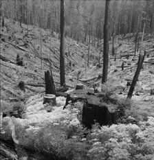 Logged over land along U.S. 99. Southern Oregon, 1939. Creator: Dorothea Lange.