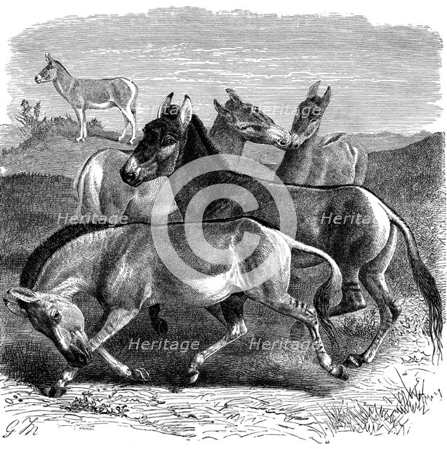 Tibetan Wild Ass or Kiang, 1893. Artist: Unknown