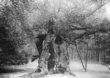 The 'Shambles' Oak, Sherwood Forest, 1904. Artist: Unknown