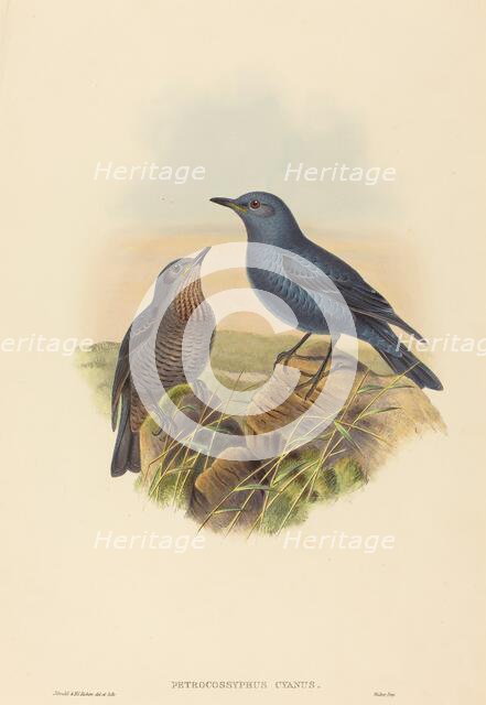 Petrocossyphus cyanus (Blue Rockthrush). Creators: John Gould, Henry Constantine Richter.