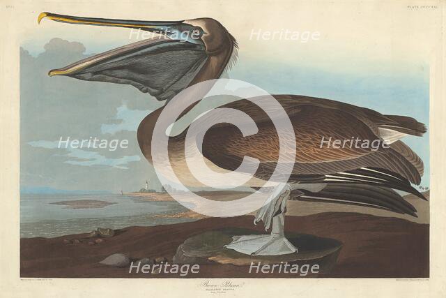 Brown Pelican, 1838. Creator: Robert Havell.