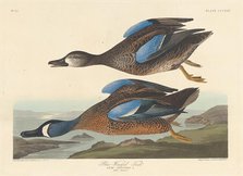 Blue-winged Teal, 1836. Creator: Robert Havell.