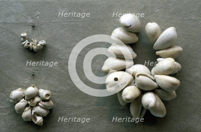 Strings of Cowrie shells. Artist: Unknown