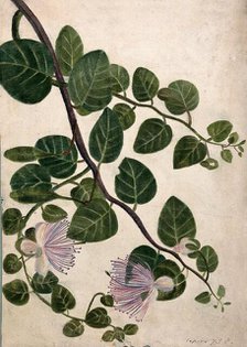 Capers (Caparis spinosa): flowering stem, c1890s. Creator: Unknown.