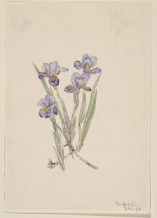 Vernal Iris (Iris verna), 1918. Creator: Mary Vaux Walcott.