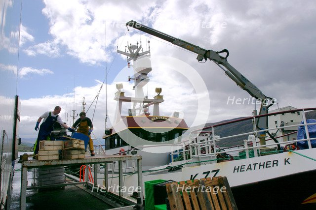 Unloading fish, Ullapool, Highland, Scotland.