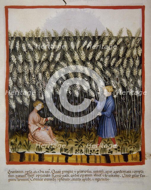 Durum wheat, 14th century.  Creator: Unknown.