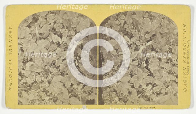 Sensitive Plant, 1870. Creator: Tim O'Sullivan.