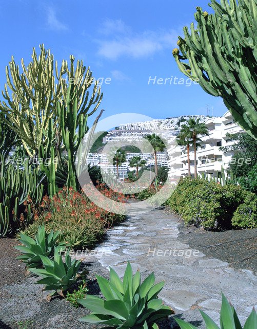 Cactus garden, Puerto Rico, Gran Canaria, Canary Islands.