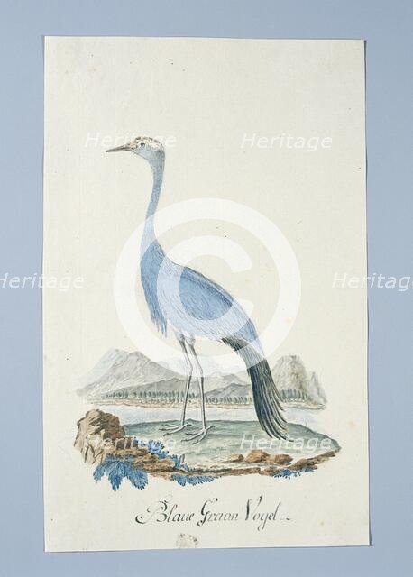 Anthropoides paradisea (Blue crane or Stanley crane), 1777-1786. Creators: Robert Jacob Gordon, Johannes Schumacher.